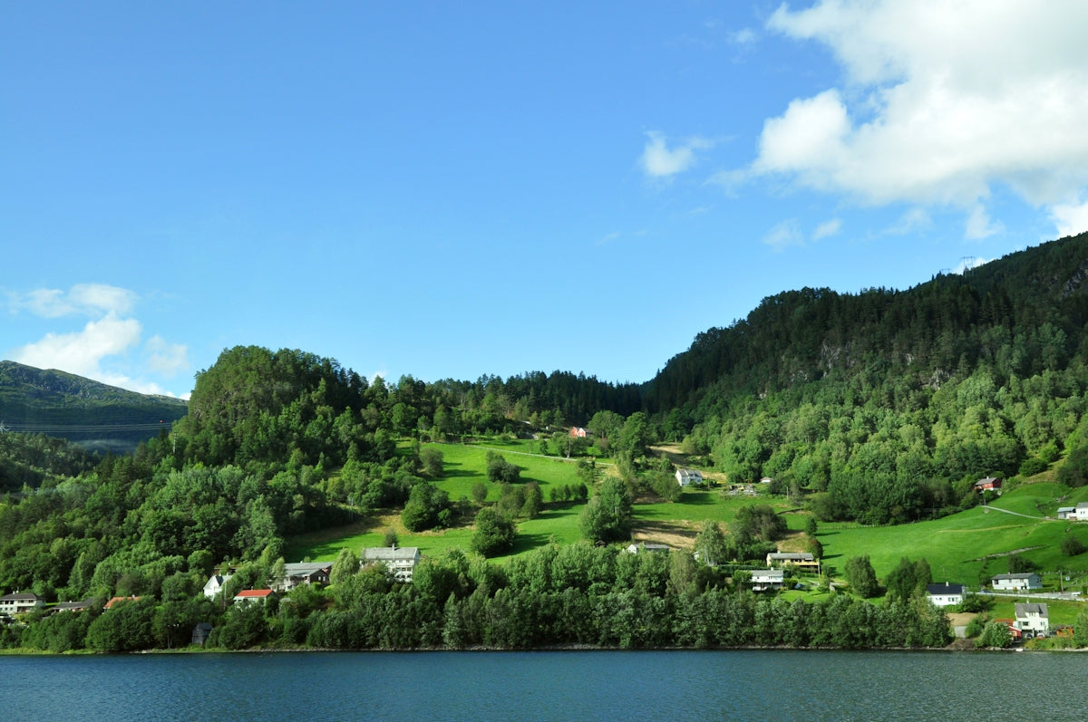 green trees near body of water during daytime