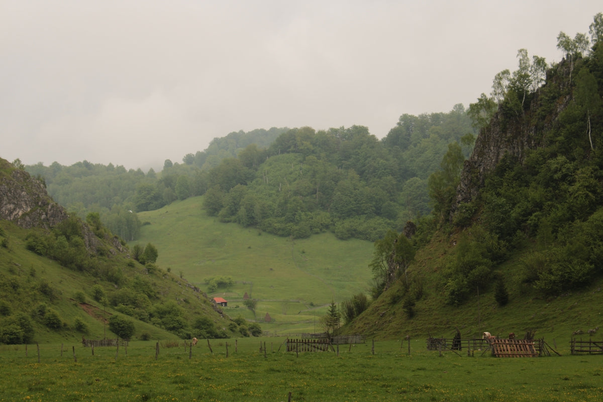 a grassy hill with trees and a fence