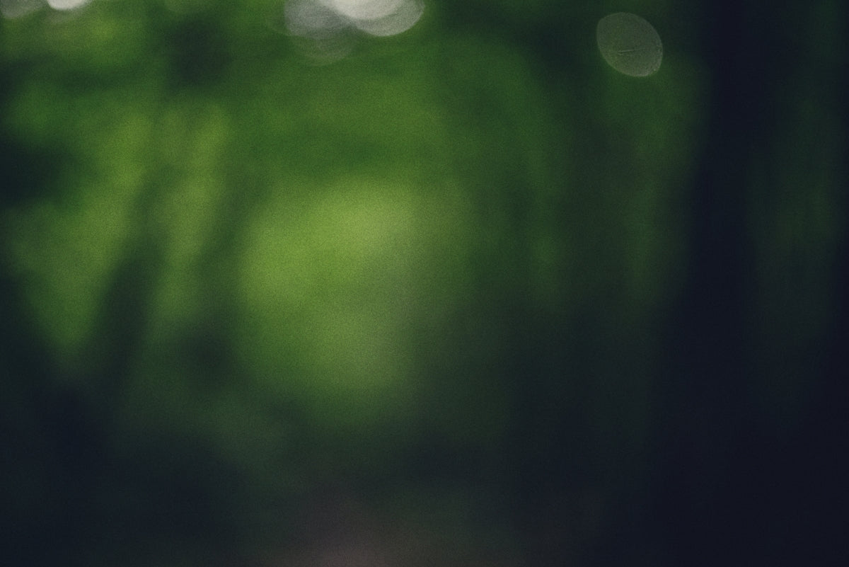 Blurred green forest with bokeh lights